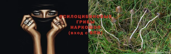 прущие крисы Гусев
